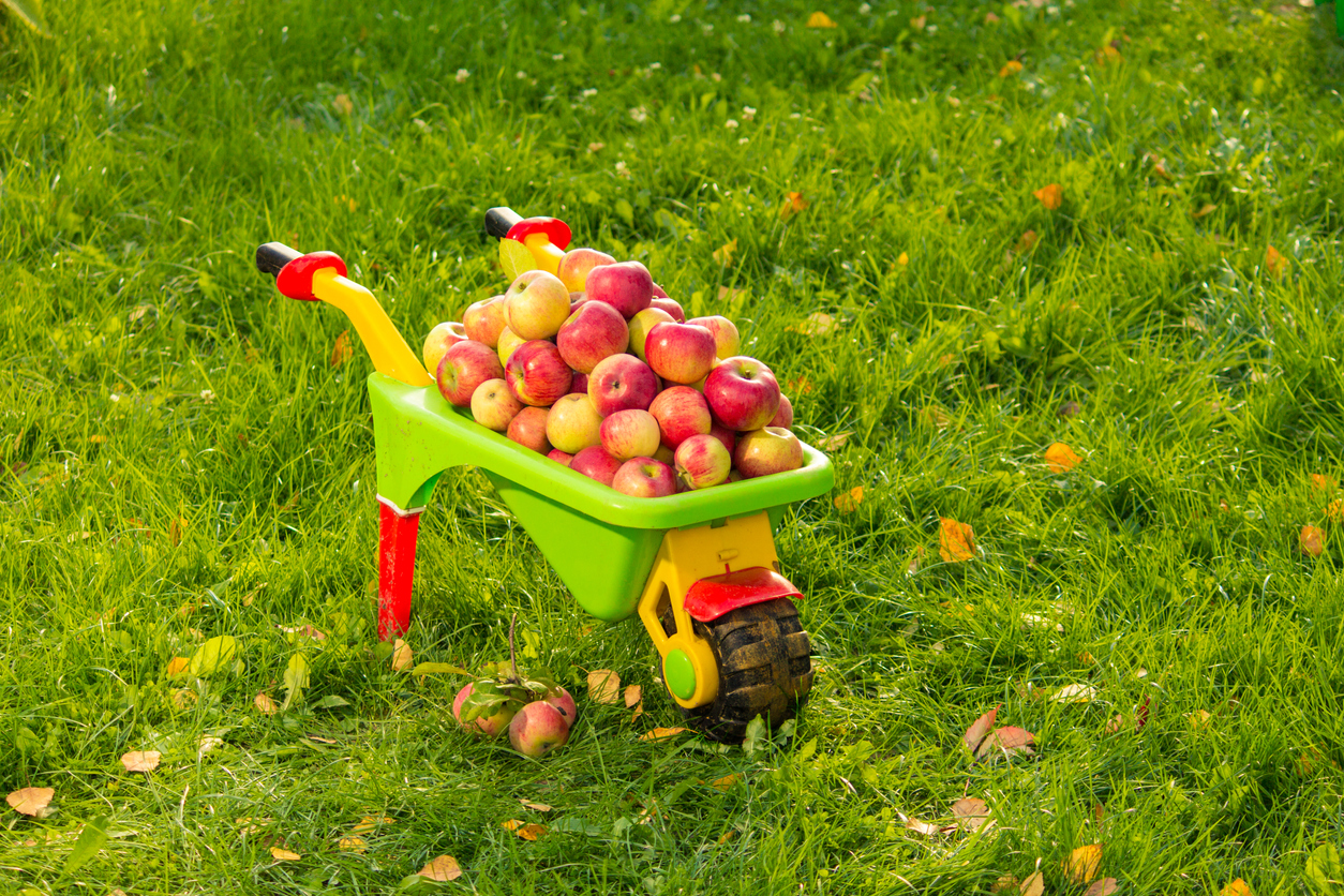 Read more about the article ŉ Appelkar wat omval en ander wonderlike goed