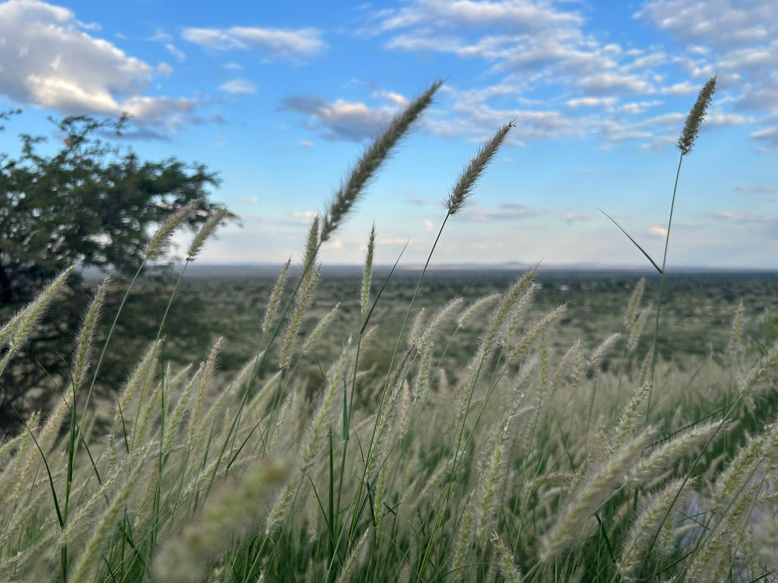 Read more about the article Iets nuut